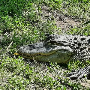 American Alligator