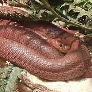 Red Spitting Cobra