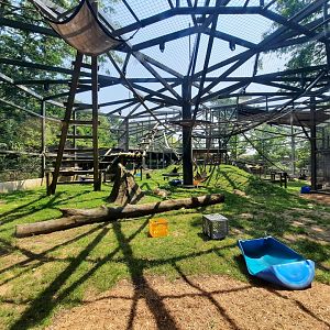 Gorilla Outdoor Exhibit