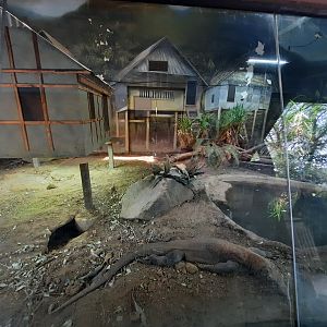 Komodo Dragon Indoor Exhibit