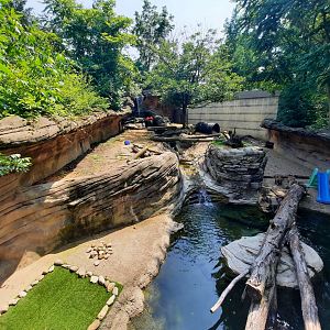 Asian Small Clawed Otter Exhibit