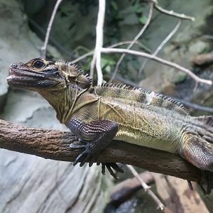 Philippine Sailfin Lizard (Hydrosaurus pustulatus)