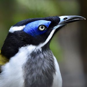 Blue-Faced Honeyeater (Entomyzon cyanotis)