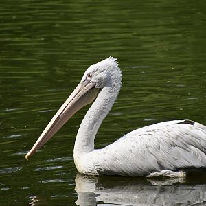Dalmatian Pelican (Pelecanus crispus)