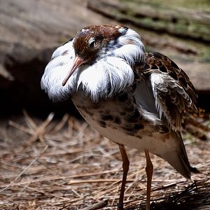 Ruff (Calidris pugnax) satellite male