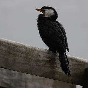 Little Shag (Microcarbo melanoleucos brevirostris), Lowry Bay (Eastbourne, Lower Hutt, Wellington)