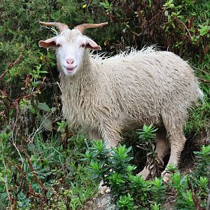 Feral Goat (Capra aegagrus hircus), Pencarrow Coast Road (Lower Hutt, Wellington)