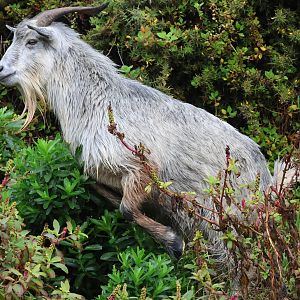 Feral Goat (Capra aegagrus hircus), Pencarrow Coast Road (Lower Hutt, Wellington)