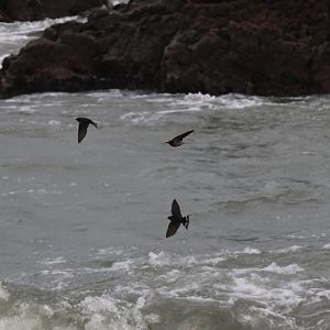 Welcome Swallow (Hirundo neoxena) flock, Pencarrow Coast Road (Lower Hutt, Wellington)