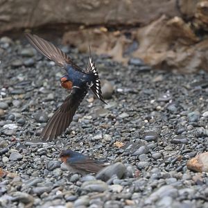 Welcome Swallow (Hirundo neoxena), Pencarrow Coast Road (Lower Hutt, Wellington)