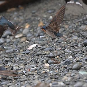 Welcome Swallow (Hirundo neoxena) flock, Pencarrow Coast Road (Lower Hutt, Wellington)
