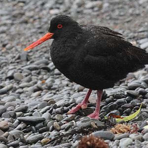 Variable Oystercatcher (Haematopus unicolor), Pencarrow Coast Road (Lower Hutt, Wellington)