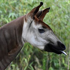 Okapi (Okapia johnstoni) female