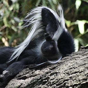 Tanzanian Black-and-White Colobus (Colobus angolensis palliatus)