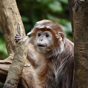 Javan Lutung (Trachypithecus auratus)