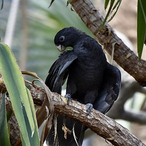 Lesser Vasa Parrot (Coracopsis nigra)