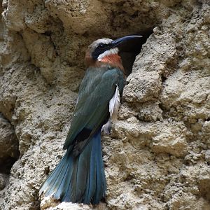 White-Fronted Bee-Eater (Merops bullockoides)