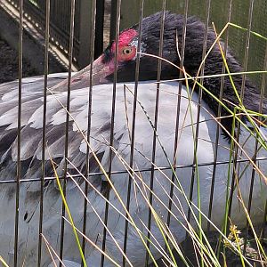 Black necked Crane (Grus nigricollis)