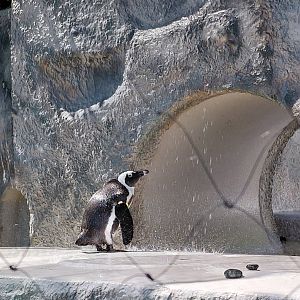 African Penguin (Spheniscus demersus)