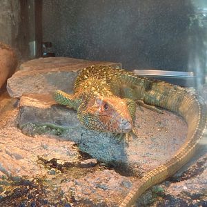 Caiman Lizard (Dracaena guianensis)