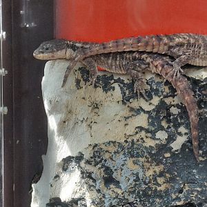 Tropical Girdled Lizard (Cordylus tropidosternum)