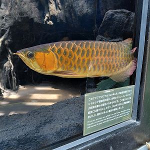 Asian Arowana (Scleropages formosus)