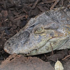 Broad-snouted caiman