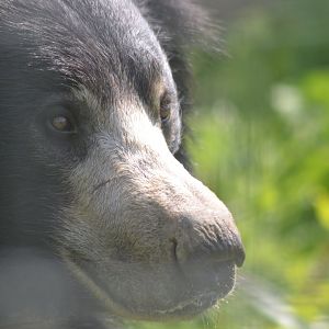 Indian sloth bear