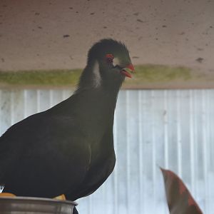 White-cheeked turaco (Nominate subspecies)