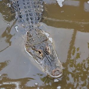 American alligator
