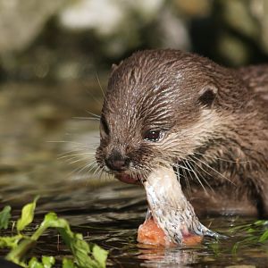 Baby Otter Feasting on Fish