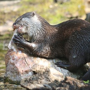 Otter Feeding Time