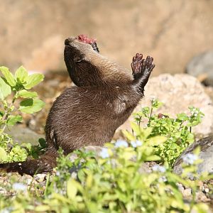 Otter Swaallowing Fish
