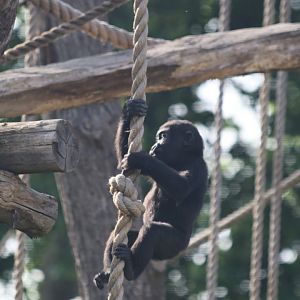 Young Gorilla Climbing