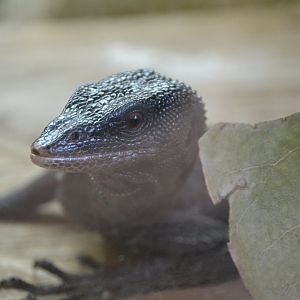 Black tree monitor