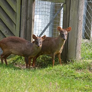 Southern pudu pair