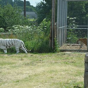 Malayan tiger and zoo-generic tiger