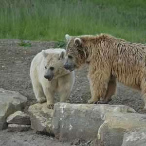 Syrian brown bear