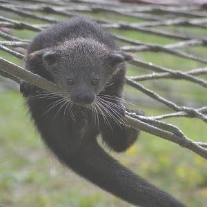 Juvenile North-Sumatran binturong