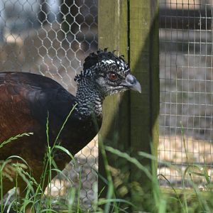 Great curassow