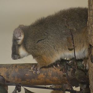 Eastern ring-tailed possum