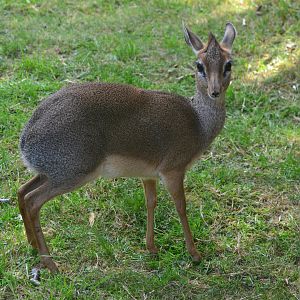 Kirk's dik dik