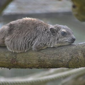 Yellow-spotted rock hyrax