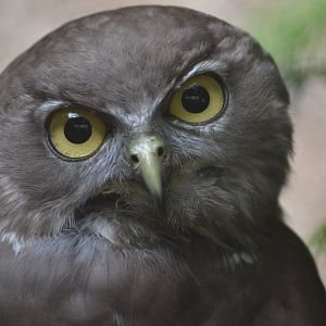 Barking owl