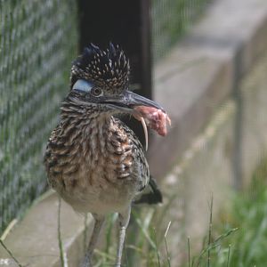 Greater roadrunner