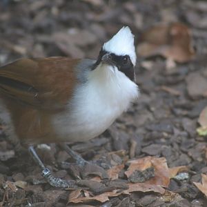 White-crested laughingthrush