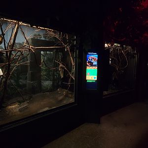 Jun. 2025 - Jungle Trails - Three Pygmy Slow Loris Exhibits (Lights On)