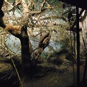 Jun. 2025 - Jungle Trails - Aye-Aye Exhibit (Lights On)
