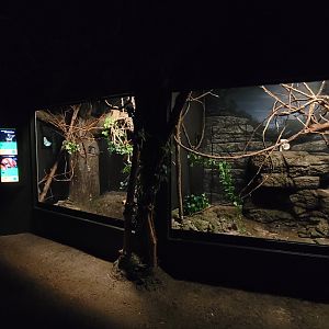 Jun. 2025 - Jungle Trails - Greater Bushbaby & Potto Exhibit (Lights On)
