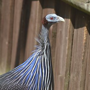 Vulturine guineafowl